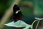Sara Longwing