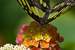 Victoria Butterfly Gardens
