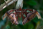 Atlas Moth