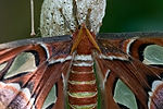 Atlas Moth
