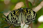 Paper Kite