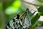 Paper Kite