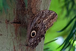 Giant Owl Butterfly