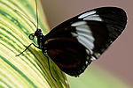 Victoria Butterfly Gardens