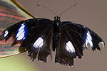 Great Eggfly (Male)
