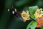 Sara Longwing
