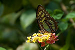 Victoria Butterfly Gardens