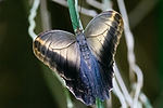 Victoria Butterfly Gardens