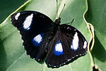 Great Eggfly (Male)