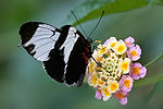 Sapho Longwing