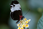 Sapho Longwing