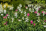 Sunken Garden