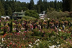 Rose Garden