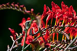 Hummingbird