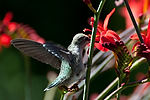 Hummingbird