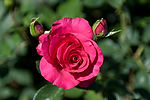 Rose Garden