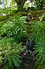 Japanese Garden