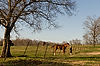 Anne Springs Close Greenway