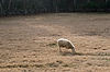 Gulf Coast Sheep at Historic Brattonsville