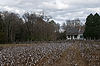 Cotton Field & Bratton Home at Historic Brattonsville