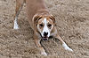 Riley Playing