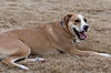 Riley Playing