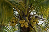Coconuts