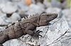 Iguana