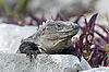 Iguana