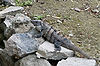 Iguana