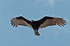 Zone-Tailed Hawk