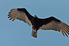 Zone-Tailed Hawk