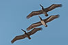 Brown Pelicans