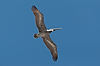 Brown Pelican