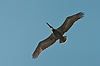 Brown Pelican
