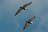 Brown Pelicans