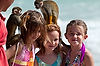 Monkeys on the Beach