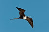 Magnificent Frigatebird (Female)
