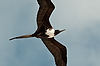 Magnificent Frigatebird (Female)