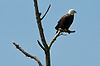 Eagle at Brecksville Reservation
