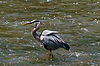 Great Blue Heron at Brecksville Reservation