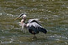 Great Blue Heron at Brecksville Reservation
