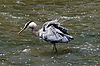 Great Blue Heron at Brecksville Reservation