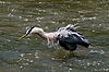Great Blue Heron at Brecksville Reservation