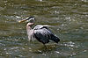 Great Blue Heron at Brecksville Reservation