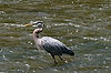 Great Blue Heron at Brecksville Reservation