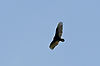 Turkey Vulture at Brecksville Reservation