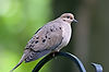 Mourning Dove