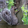Squirrel