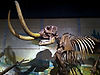 Cleveland Museum of Natural History